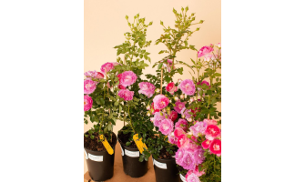 Kāpēc ir tik svarīgi, lai rožu stādiem pievienotas šādas licences etiķetes?